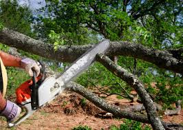Best Tree Health Inspection  in Knoxville, IA