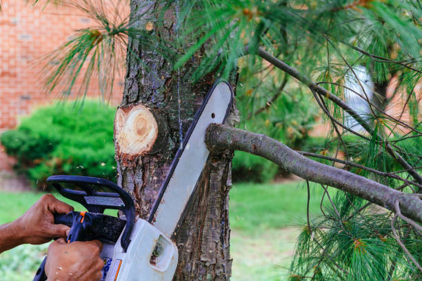 Best Emergency Tree Removal  in Knoxville, IA